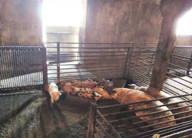 For sale livestock - warehouse complex in the village of Shiryaevo