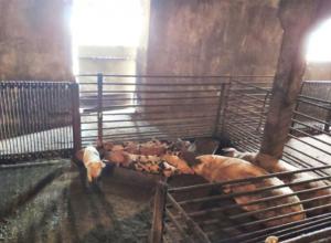 For sale livestock - warehouse complex in the village of Shiryaevo