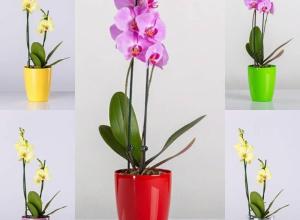 Orchid flowerpot