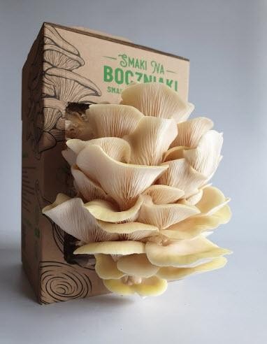 Customized cardboard box
