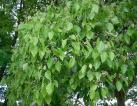 Cinnamomum Camphora