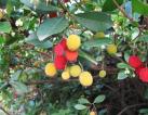 Arbutus Unedo