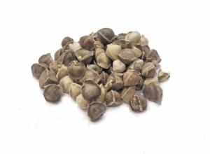 Moringa Seeds