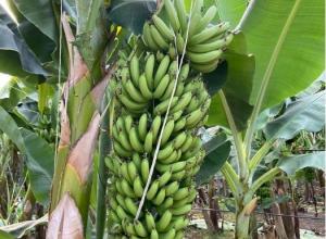 BANANA