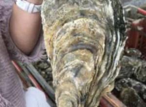 Oyster farm + mussels, 1.5 million / year + 900t Black Sea