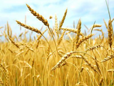 Business - Production of chelated microfertilizers
