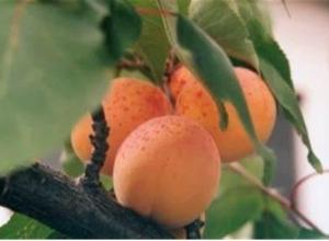 Apricot France