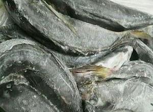 Horse mackerel
