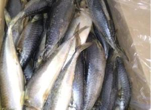 Mackerel