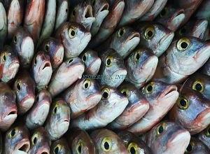 8262