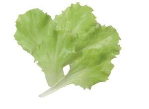 Lettuce