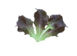 Lettuce