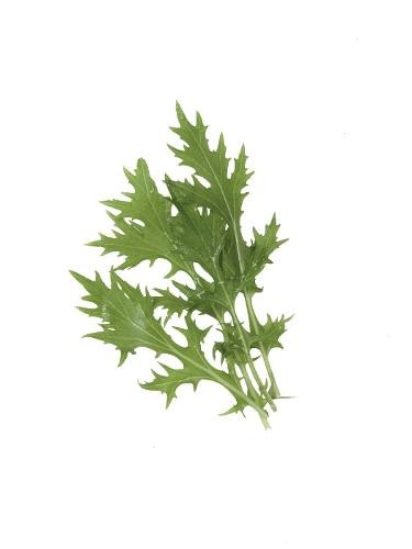 Spinach