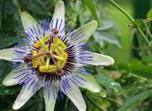Passiflora
