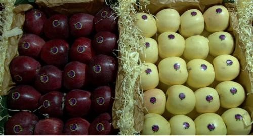 Iran's Cherry