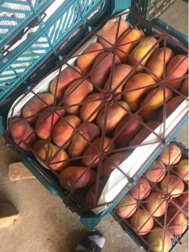 apples