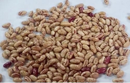 SEEDLESS DRIED DATES 10 KG