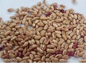 CRANBERRY BEANS