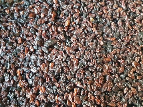 CRANBERRY BEANS