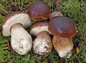 Dried Mushrooms (Boletus Edulis, Chanterelles, Morels)