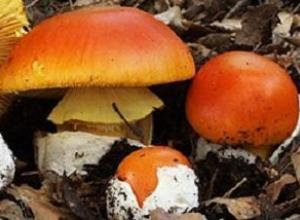 Caesars Mushroom - Amanita Caesarea