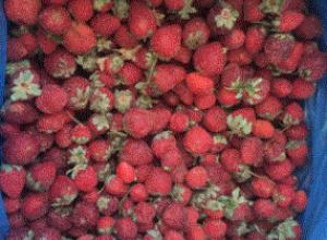 frozen strawberries with stalk