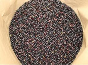Frozen Elderberry