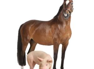 Essential Oils and Agriculture, barn, farm