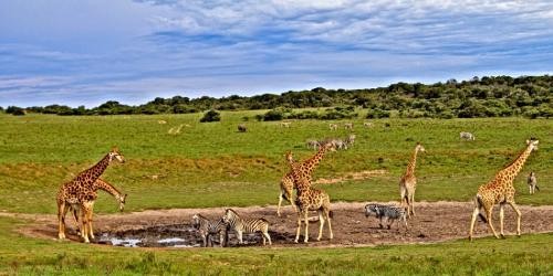 3 DAYS AMBOSELI ADVENTURE