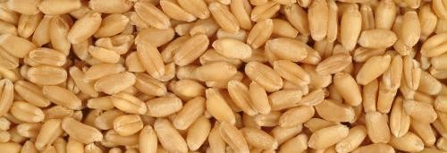 MILLET /PANICUM MILIACEUM/