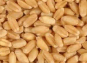 WHEAT /TRITICUM AESTIVUM/