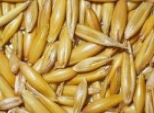 BARLEY /HORDEUM VULGARE/