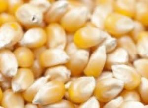 CORN /ZEA MAYS/