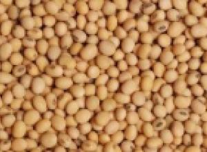 SORGHUM /SORGUM BICOLOR/