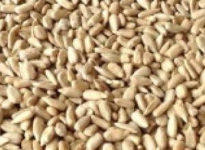 HULLED SUNFLOWER KERNELS /HELIANTHUS ANNUUS/
