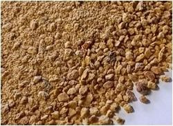 MILLET /PANICUM MILIACEUM/