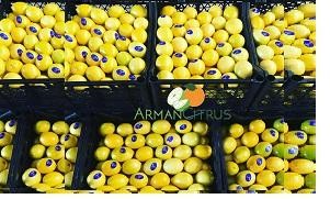 Oranges 