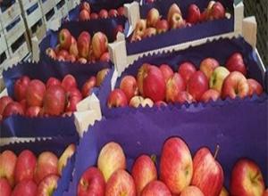 Apple Fuji