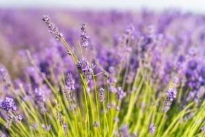 Organic Lemongrass essential oil