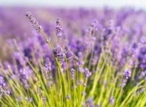 Organic Lavender essential oil