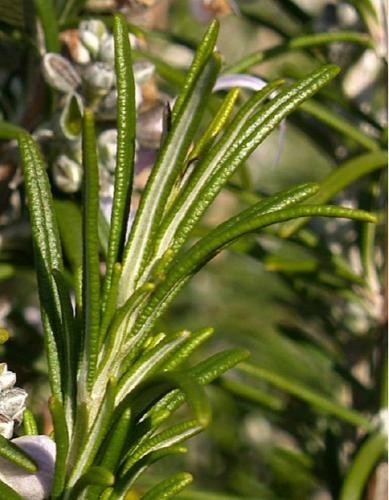 Organic Lavender essential oil