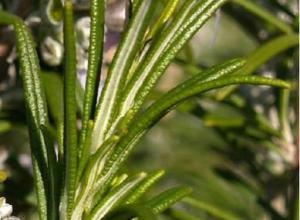 Rosemary organic essential oil
