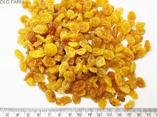 Fresh Hazelnut Kernels