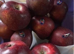 Fresh STARKING APPLES FIRST QUALITY 