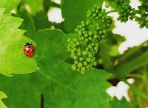 French wine producer - Domaine Tour Campanets