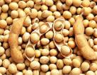 Soybean