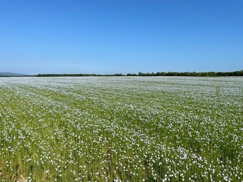 Teff Grains