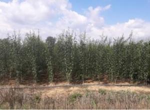 Fruit trees