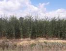 Fruit trees