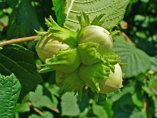 Fruit trees